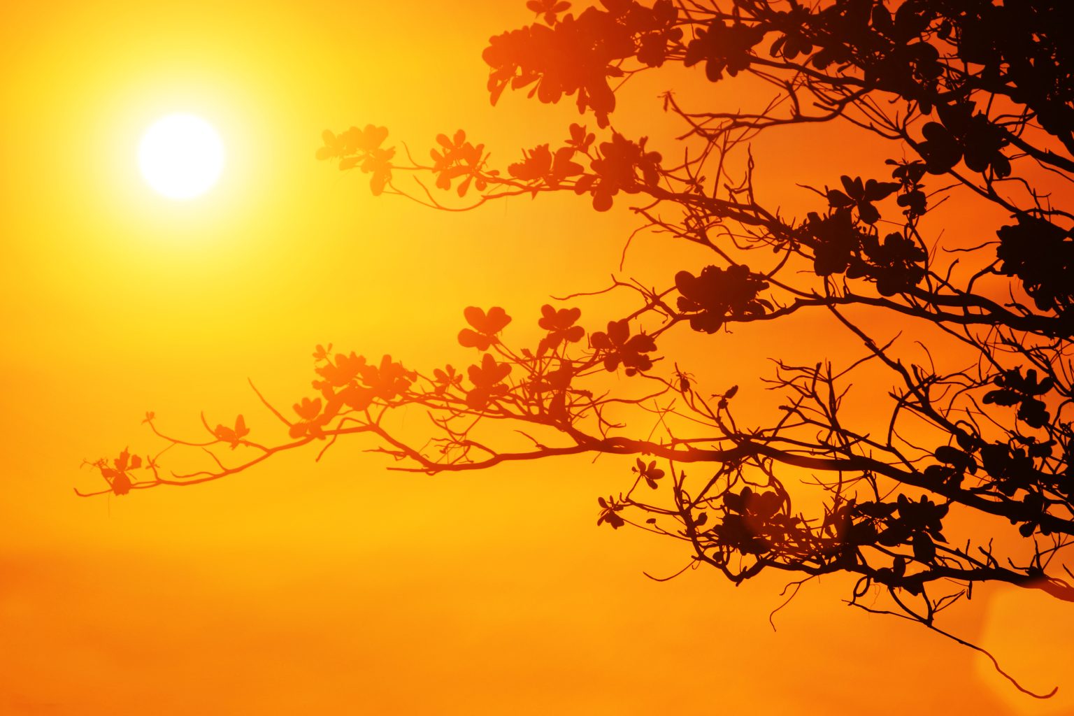 Heatwave