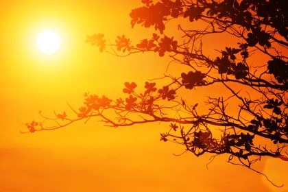 Heatwave