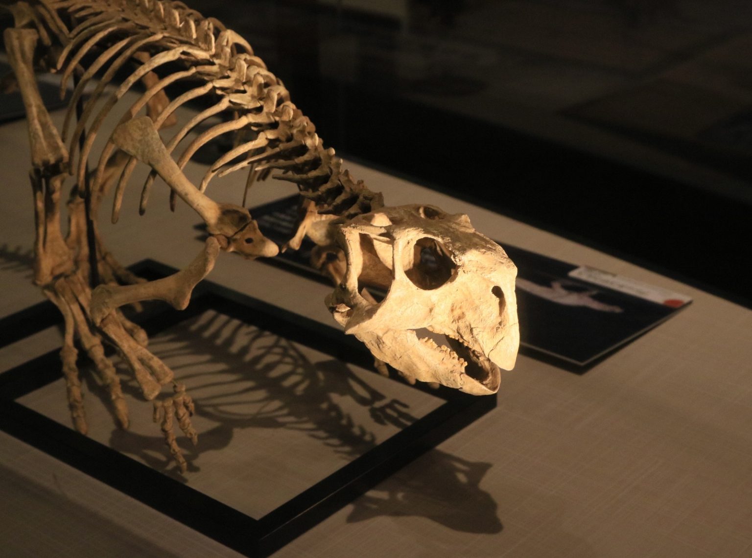 Dinosaur skeleton