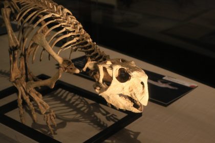 Dinosaur skeleton