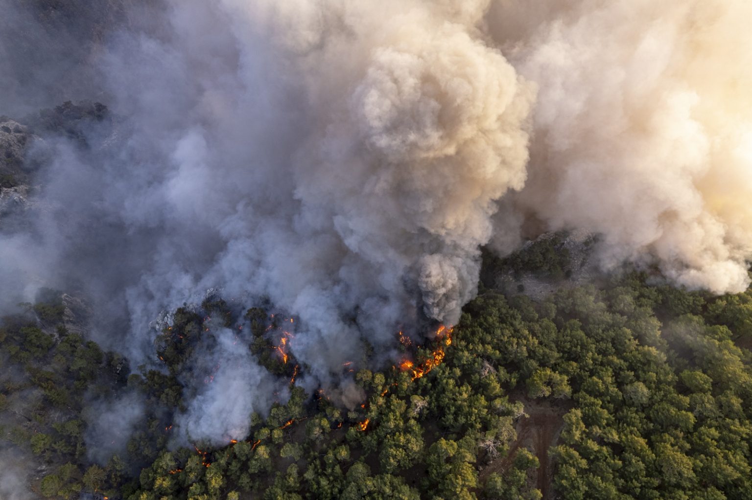 Forest Fire