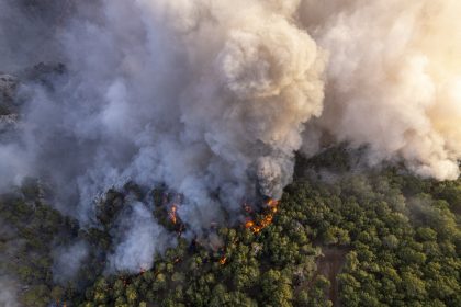 Forest Fire